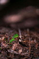 SEQUOIA - SEQUOYA (Sequoia sempervirens) Sole living species  genus Sequoia, cypress family Cupressaceae (formerly treated in Taxodiaceae). Coast redwood, coastal redwood and California redwood