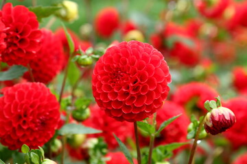 Beautiful red dahlias grow in the autumn garden, Green blurred background