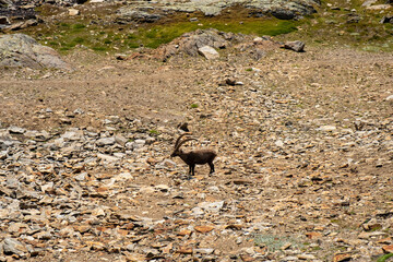 Ibex grazing in an alpine landscape.