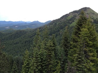 Obraz premium forest in the mountains