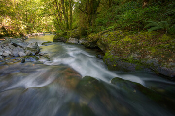 Obraz premium A river flows into a bright glade from dark deciduous forests