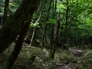 奥日光の切込湖・刈込湖～涸沼のハイキング道
