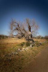 Xylella nel Salento