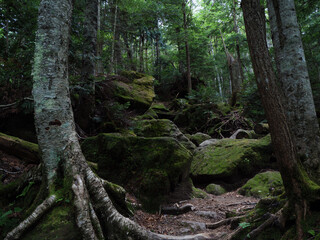 奥日光の切込湖・刈込湖～涸沼のハイキング道