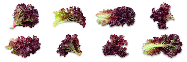 Frash, red Lettuce on white background. High quality photo.