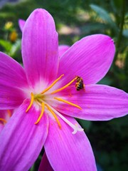 Fototapeta premium Summer in the garden . Pink Fairy lily , Zephyranthes rosea Lindl. Flower