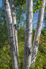 Silver birch tree with four trunks rising from forest floor sunlight nobody