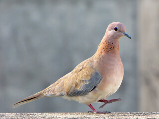 Close up image of a brown Indian pigeon with one leg in air.