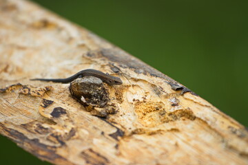 Lizard on an old board. Close-up. Lizard on an old dry tree. Green background.