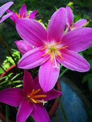 Fototapeta na wymiar Summer in the garden . Pink Fairy lily , Zephyranthes rosea Lindl. Flower