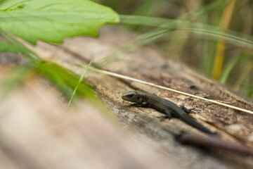 Lizard on an old board. Close-up. Brown lizard on a dry tree in the grass.