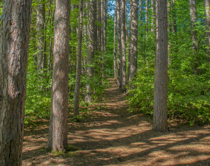 Obraz premium Forest path through stand of straight tall birch trees, green bushes, sun-dappled forest floor nobody