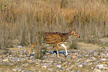 A spotted deer is moving on rocks and water body in search of water.