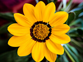 Isolated, close-up image of yellow & brown petals of Gazania flower .