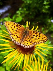 Fototapeta na wymiar Butterfly on yellow flower in the forest - Yellow oxeye flowers in the forest Telekia speciosa Schreb. Baumg. and brown butterflies The silver-washed fritillary Argynnis paphia