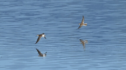 Piro piro piccolo in volo sul lago in settembre