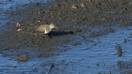 Piro piro piccolo posato sulla sabbia del fiume in cerca di cibo