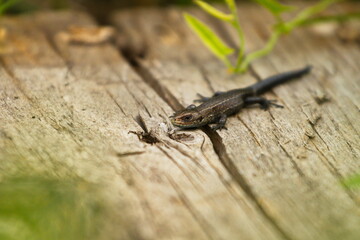 Lizard on an old board. Close-up. A small brown lizard is found near a crack in the board.