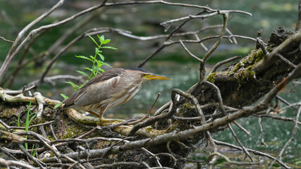 Tarabusino in primo piano, ripreso nella palude in estate durante la migrazione 