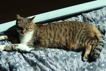 Sieste de chat