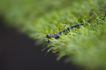 Lizard in the grass. Close-up. A dark gray lizard on the edge of a cliff in the grass.