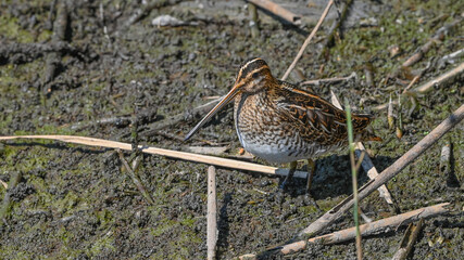 Beccaccino, limicolo durante la migrazione, che cerca cibo sulla spiaggia