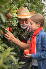 Senior man with granddaughter picking apples in orchard in autumn.