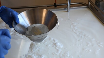 Remains of natural rennet in a metal strainer.