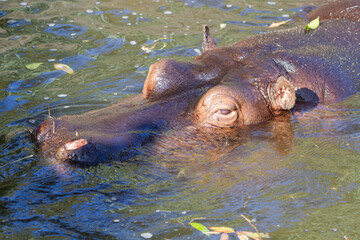 Fototapeta premium hippopotamus in water