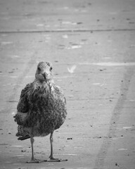 White and Grey Sea Bird