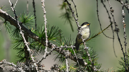Cincia dal ciuffo posata sul ramo di pino in agosto in montagna