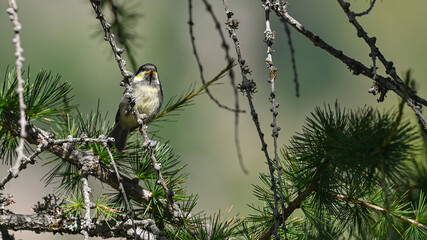 Cincia dal ciuffo posata sul ramo di pino in agosto in montagna