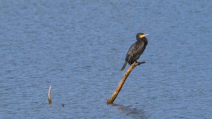 Cormorano posato sul ramo in mezzo al lago