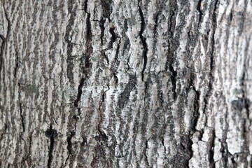 Fototapeta premium Background texture of tree bark.