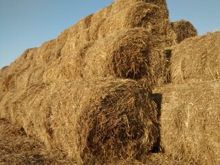 hay bales in the field