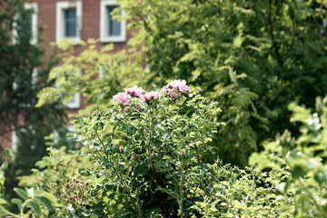 Fototapeta na wymiar Soft pink flowers on a high green bush.