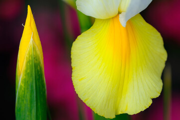 Bud and yellow fall of Dutch Iris with purple flowers in background