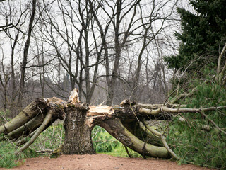 An old mature tree split right down the middle by a lightening bolt