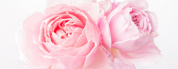 Romantic banner, delicate white roses flowers close-up. Fragrant crem pink petals