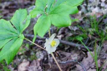 White mayapple blossom pennsylvania