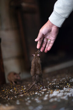 Offering food for holy rats at famous Karni Mata Temple in Deshnoke, Rajasthan state of India. It is also known as the Temple of Rats