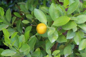 Still life with whole and sliced lemon on white background