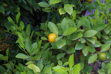 Still life with whole and sliced lemon on white background