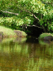 beautiful view of leaves and water