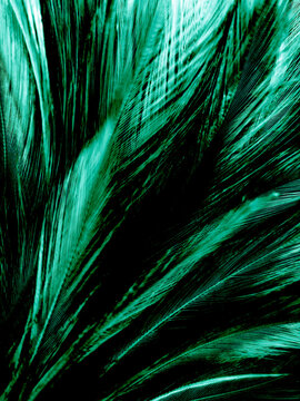 Beautiful Abstract Pastel Green Feathers on Dark Background, Black Feather  Frame Texture on Green Background, Dark Feather, Black Stock Photo - Image  of decoration, black: 195227214
