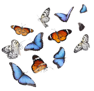 Fototapeta Amazing different butterflies flying on white background