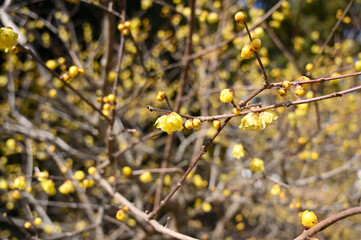 ロウバイ　埼玉県