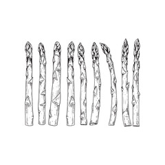 Hand drawn raw asparagus. Vector illustration isolated on white background.