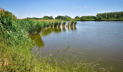 Fototapeta na wymiar Lake and reed beds landscape at Nature Reserve Du Haut Geer, Hollogne-sur-Geer, Liège, Belgium, Europe
