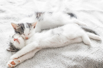 Fototapeta na wymiar Adorable kittens sleeping on soft bed in morning light. Two cute white and grey kittens sleeping together on cozy blanket. Furry family in new home, adoption concept